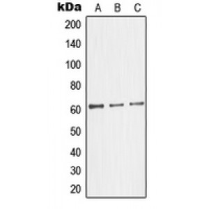 LifeSab™ Glycerol Kinase 2 Rabbit pAb (50 µl)