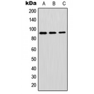 LifeSab™ GPIPLD Rabbit pAb (50 µl)