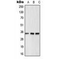 LifeSab™ GPR12 Rabbit pAb (50 µl)