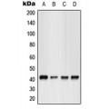 LifeSab™ GPR17 Rabbit pAb (50 µl)