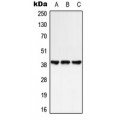 LifeSab™ GPR25 Rabbit pAb (50 µl)