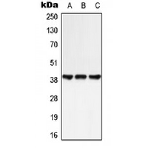 LifeSab™ GPR25 Rabbit pAb (50 µl)