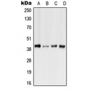 LifeSab™ GPR41 Rabbit pAb (50 µl)