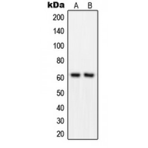 LifeSab™ GRB14 Rabbit pAb (50 µl)