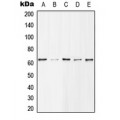 LifeSab™ Histone Deacetylase 1 (pS421) Rabbit pAb (50 µl)