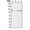 LifeSab™ CD168 Rabbit pAb (50 µl)