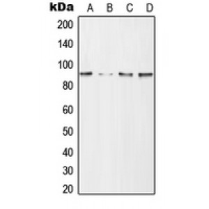 LifeSab™ CD168 Rabbit pAb (50 µl)