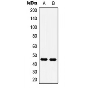 LifeSab™ 5-HT1A Rabbit pAb (50 µl)