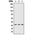 LifeSab™ 5-HT1D Rabbit pAb (50 µl)