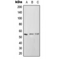 LifeSab™ CD102 Rabbit pAb (50 µl)