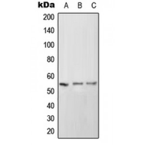 LifeSab™ CD102 Rabbit pAb (50 µl)