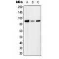 LifeSab™ Factor I Rabbit pAb (50 µl)