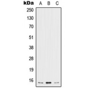 LifeSab™ IL-5 Rabbit pAb (50 µl)