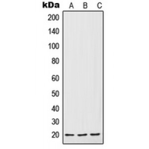 LifeSab™ IL-7 Rabbit pAb (50 µl)