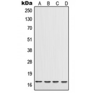 LifeSab™ IL-17 Rabbit pAb (50 µl)