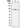 LifeSab™ CD49e HC Rabbit pAb (50 µl)