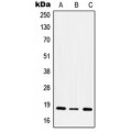 LifeSab™ CD49e LC Rabbit pAb (50 µl)