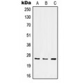 LifeSab™ Integrin alpha 7 LC Rabbit pAb (50 µl)