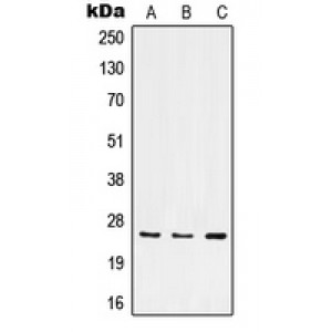 LifeSab™ Integrin alpha 7 LC Rabbit pAb (50 µl)