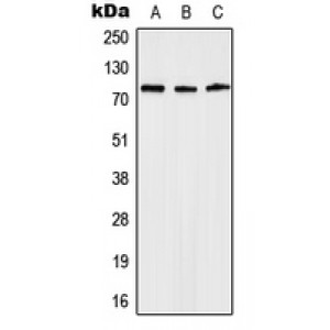 LifeSab™ Anosmin Rabbit pAb (50 µl)