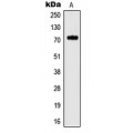 LifeSab™ Kv3.4 Rabbit pAb (50 µl)