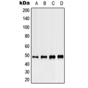 LifeSab™ Kir3.4 Rabbit pAb (50 µl)