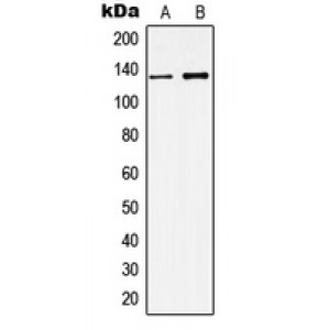 LifeSab™ KCNMA1 Rabbit pAb (50 µl)