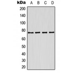 LifeSab™ Kv7.1 Rabbit pAb (50 µl)