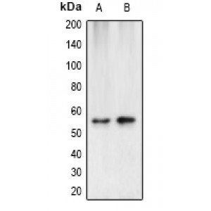 LifeSab™ Cytokeratin 7 Rabbit pAb (50 µl)