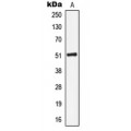 LifeSab™ Cytokeratin 16 Rabbit pAb (50 µl)