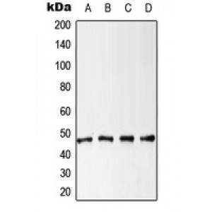 LifeSab™ Cytokeratin 18 (pS52) Rabbit pAb (50 µl)