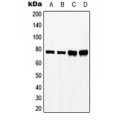 LifeSab™ SLP76 (pY128) Rabbit pAb (50 µl)