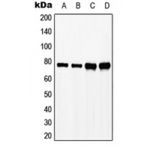 LifeSab™ SLP76 (pY128) Rabbit pAb (50 µl)