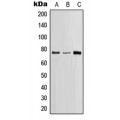 LifeSab™ SLP76 Rabbit pAb (50 µl)