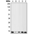 LifeSab™ Galectin 1 Rabbit pAb (50 µl)