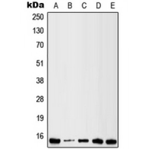 LifeSab™ Galectin 1 Rabbit pAb (50 µl)