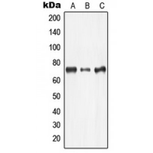 LifeSab™ LIMK2 Rabbit pAb (50 µl)