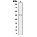 LifeSab™ TAU (pS552) Rabbit pAb (50 µl)