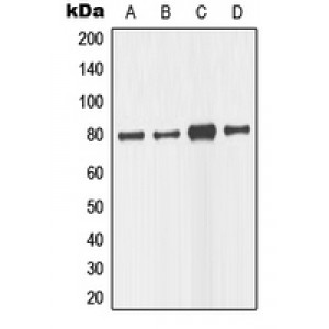 LifeSab™ TAU Rabbit pAb (50 µl)