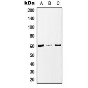 LifeSab™ MAZ Rabbit pAb (50 µl)