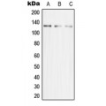 LifeSab™ MCM2 Rabbit pAb (50 µl)