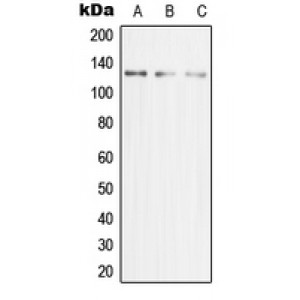 LifeSab™ MCM2 Rabbit pAb (50 µl)