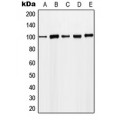 LifeSab™ MCM4 (pS54) Rabbit pAb (50 µl)