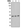 LifeSab™ MDH1 Rabbit pAb (50 µl)