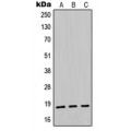 LifeSab™ Midkine Rabbit pAb (50 µl)