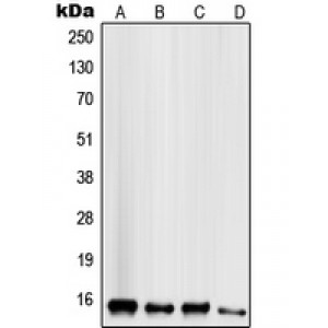 LifeSab™ Mammaglobin B Rabbit pAb (50 µl)