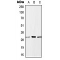 LifeSab™ MLF1 Rabbit pAb (50 µl)