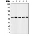 LifeSab™ FOXO4 (pT451) Rabbit pAb (50 µl)