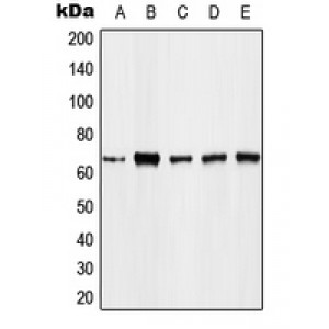 LifeSab™ FOXO4 (pT451) Rabbit pAb (50 µl)