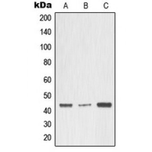 LifeSab™ MMP3 Rabbit pAb (50 µl)